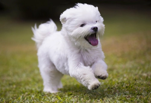 Maltese dog sale types