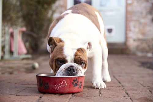 Can your dog be bored with their food? – Muenster Pet