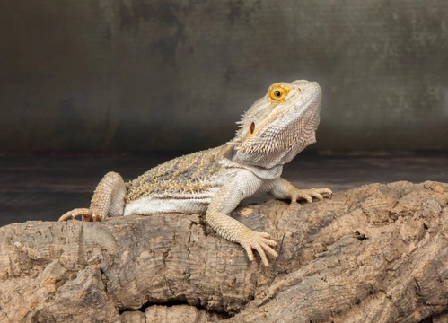 The Language of the Bearded Dragon's Beard