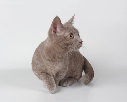 Blue munchkin hot sale cat