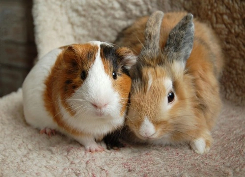 Guinea pig hot sale versus rabbit