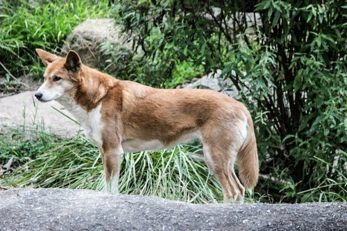 a que familia pertenece el dingo