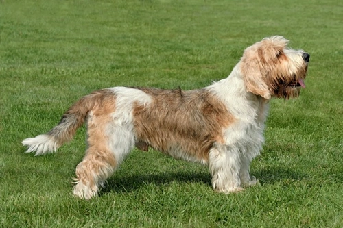 Crufts petit basset griffon 2024 vendeen