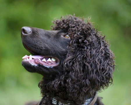 Irish water deals spaniel allergies