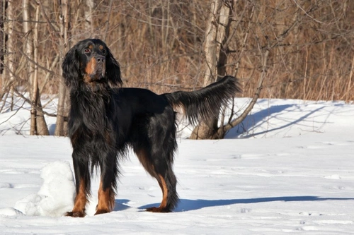 A short guide to mating for successful dog breeding Pets4Homes