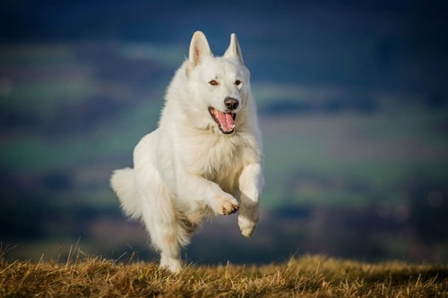 Finding out more about the white German shepherd or white shepherd dog ...