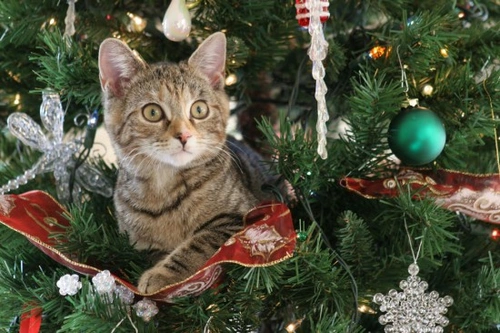 10 tips to help make your christmas tree cat proof | Pets4Homes