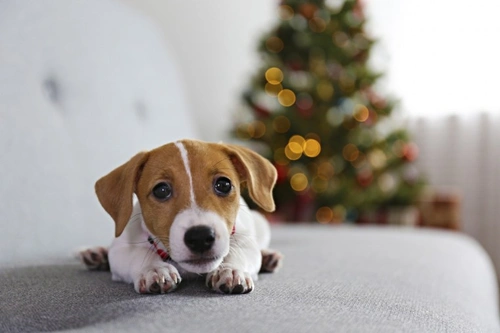 A puppy for christmas 2024 online