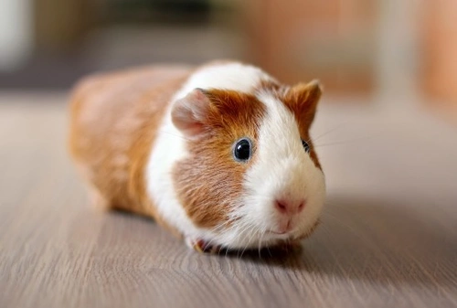 Peruvian guinea best sale pig facts