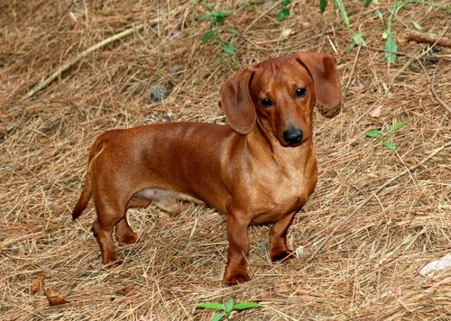 A best sale miniature dachshund