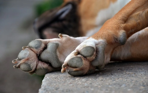 Dog front discount paw pads