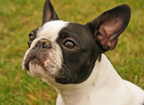 Boston terrier intelligence store rank