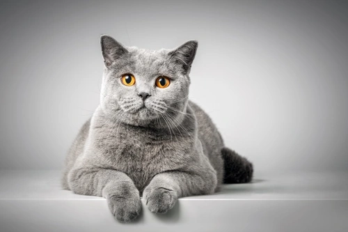 Do you know your cat’s five favourite things? | Pets4Homes