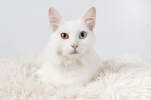 Deaf white store cats for adoption