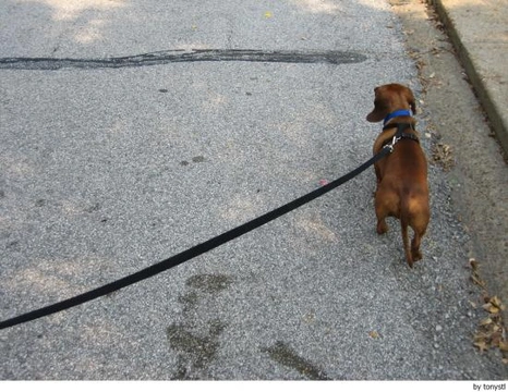 necesitas entrenamiento para ser un paseador de perros