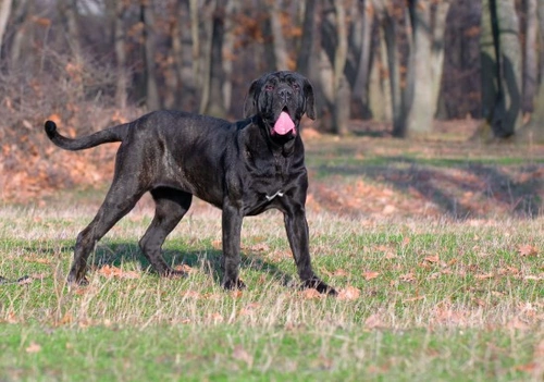 Neapolitan clearance mastiff running