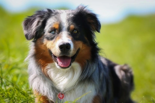 Traits to Look for in a Family Dog | Pets4Homes