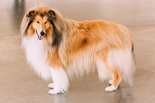 Rough collie outlet coat