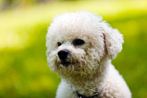 Corneal lipidosis in the Bichon frise | Pets4Homes