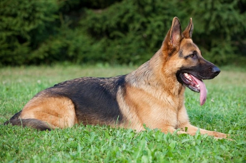 Single coated german store shepherd