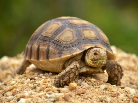 Turtle and Tortoise Shells