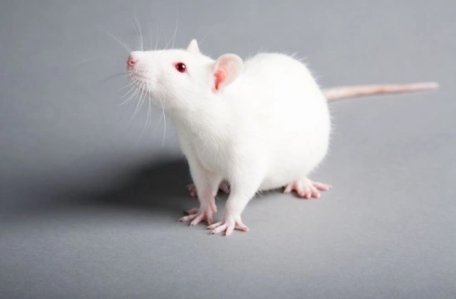 5 Reasons Why Rats Make Lovely Pets | Pets4Homes