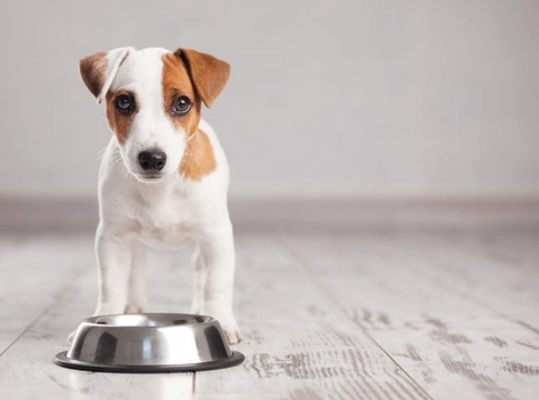 What can you feed to your dog if you ve run out of dog food