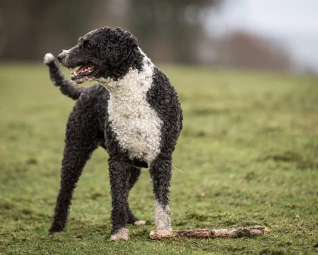 Dreadlock dog sale puppy