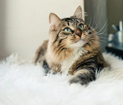 Cat losing clumps of fur sales around neck