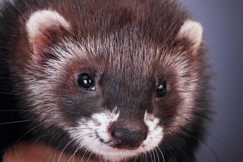 Ferret stink sale