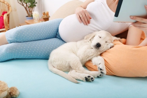 Preparing Your Dog For The Arrival Of A New Baby | Pets4Homes