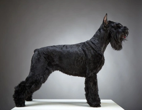 Great dane giant sales schnauzer mix