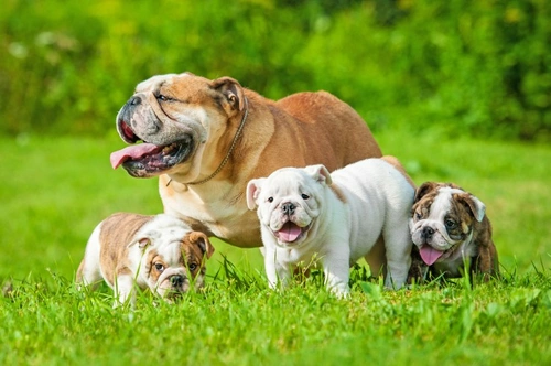 Water puppies store in english bulldogs