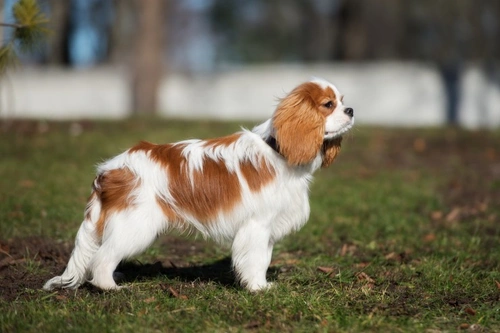 do cavalier king charles spaniels bark a lot