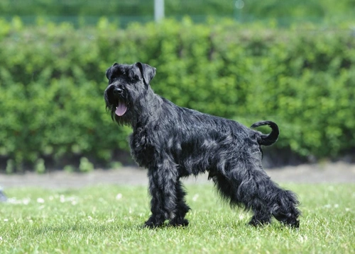 Comedones schnauzer 2024