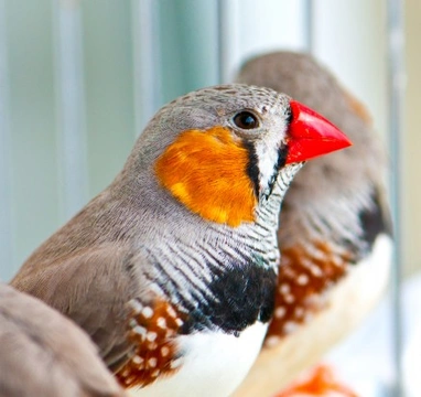Softbill birds sale
