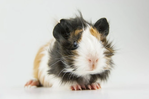 Some Common Guinea Pig Health Problems 