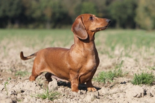 Miniature 2024 dachshund stairs