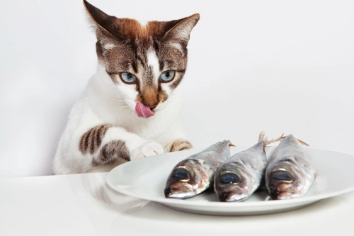 Cat allergic to discount seafood