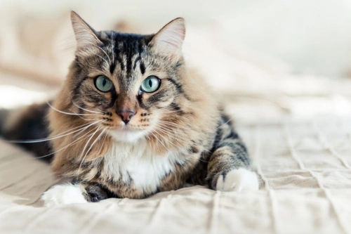 2 Homemade Recipes for Cats Suffering from Kidney Disorders | Pets4Homes