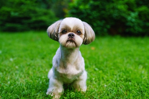 Shih tzu 2024 hair shedding