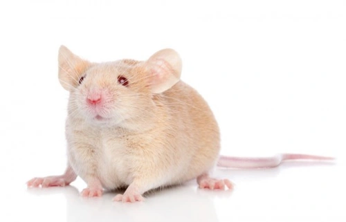 Domesticated mice make charming, entertaining house pets