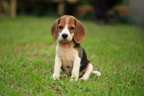 Catalase deficiency health testing for the beagle dog breed | Pets4Homes