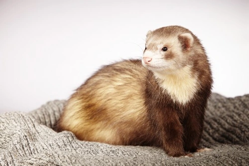 Tips on How to Make a Ferret Cage a Fun Environment | Pets4Homes