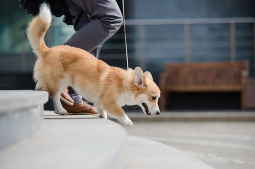 Puppy learns to go down stairs best sale