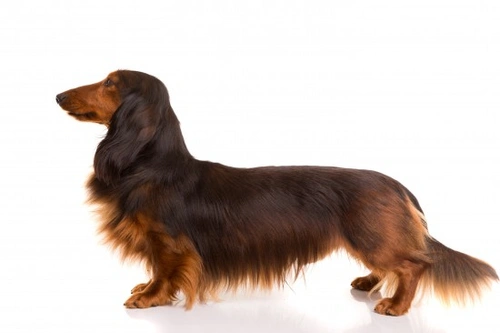 Types of dachshund store coats