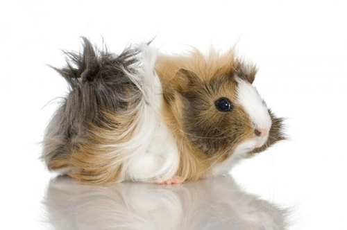 Most popular store guinea pig breeds