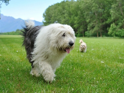 Oldest old english store sheepdog