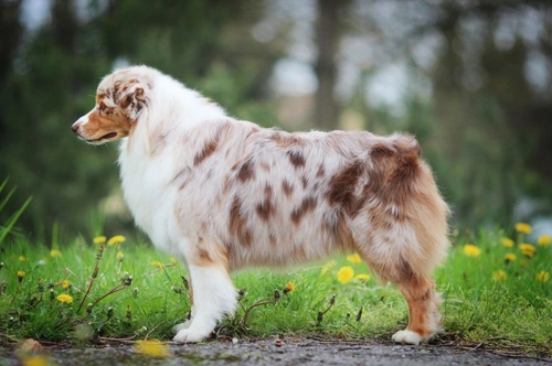 Australian shepherd best sale born with tails