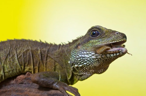 Pet lizards that live shops in water